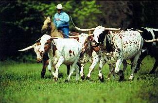 MAIN RIVER, Oakland / Texas USA
